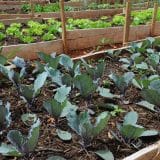 Moradores De Mairinque Desistem De Manter Horta Em Bairro Devido A Usuários De Drogas