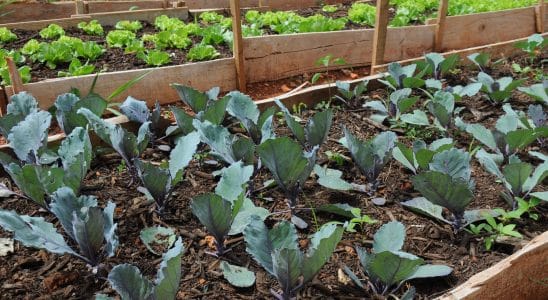 Moradores De Mairinque Desistem De Manter Horta Em Bairro Devido A Usuários De Drogas