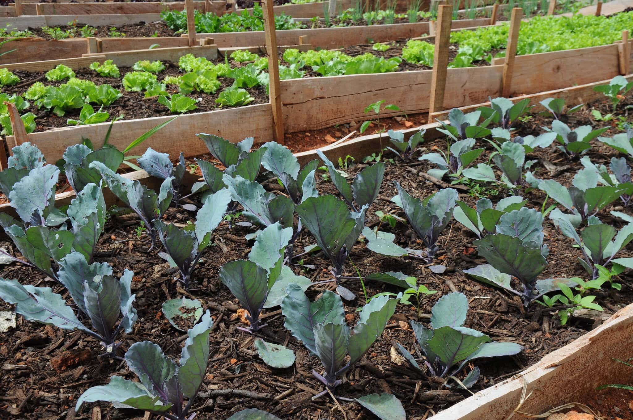 Moradores De Mairinque Desistem De Manter Horta Em Bairro Devido A Usuários De Drogas