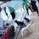 Vereador Atira Contra Cães Durante Discussão Em Itu E Alega Legítima Defesa