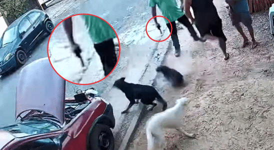Vereador Atira Contra Cães Durante Discussão Em Itu E Alega Legítima Defesa