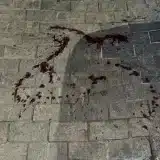 Cadela Rottweiler Morta A Tiros Por Vizinho Em So 1777140274867