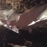 Monomotor Cai Em Rea De Mata E Deixa Uma Vtima Fat 1776526807662