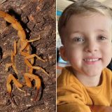 Morte De Criana Por Picada De Escorpio Expe Fragil 1775164859183