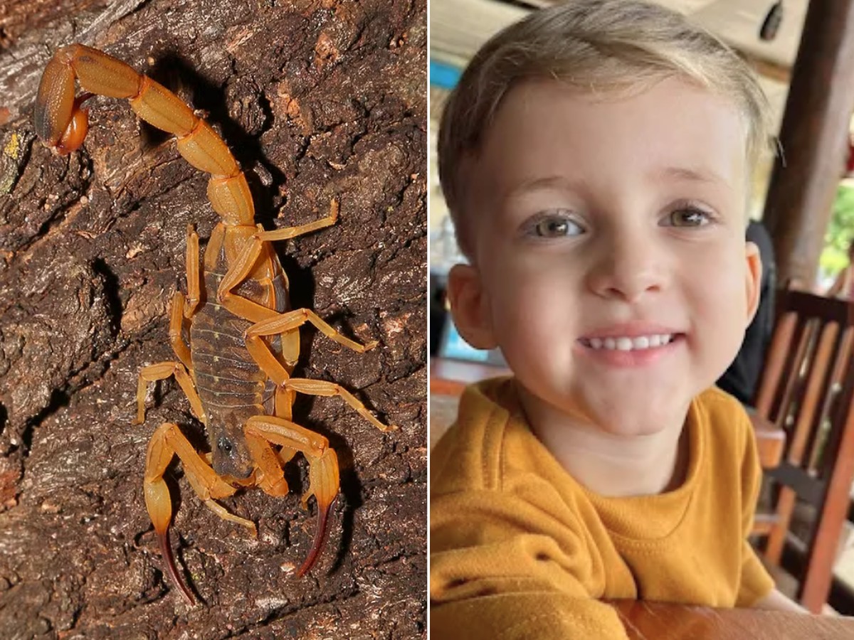 Morte De Criana Por Picada De Escorpio Expe Fragil 1775164859183