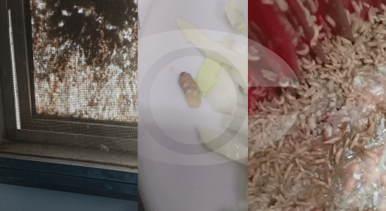 Funcionário Pede Interdição Do Restauranre Sodexo Da Cba Por Falta De Higiene