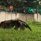 Tamandu Bandeira Se Torna Atrao Noturna Em Bairro 1778528029110