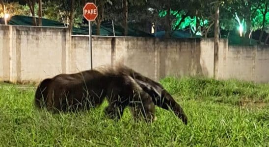 Tamandu Bandeira Se Torna Atrao Noturna Em Bairro 1778528029110