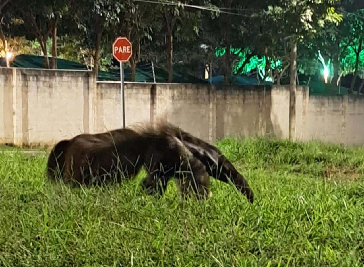 Tamandu Bandeira Se Torna Atrao Noturna Em Bairro 1778528029110