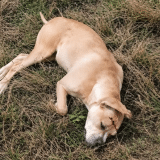 Moradores Ficam Revoltados Com Homem Que Matou Cachorr Com Tiro Na Cabeca Em Avare