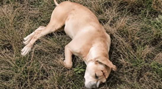 Moradores Ficam Revoltados Com Homem Que Matou Cachorr Com Tiro Na Cabeca Em Avare