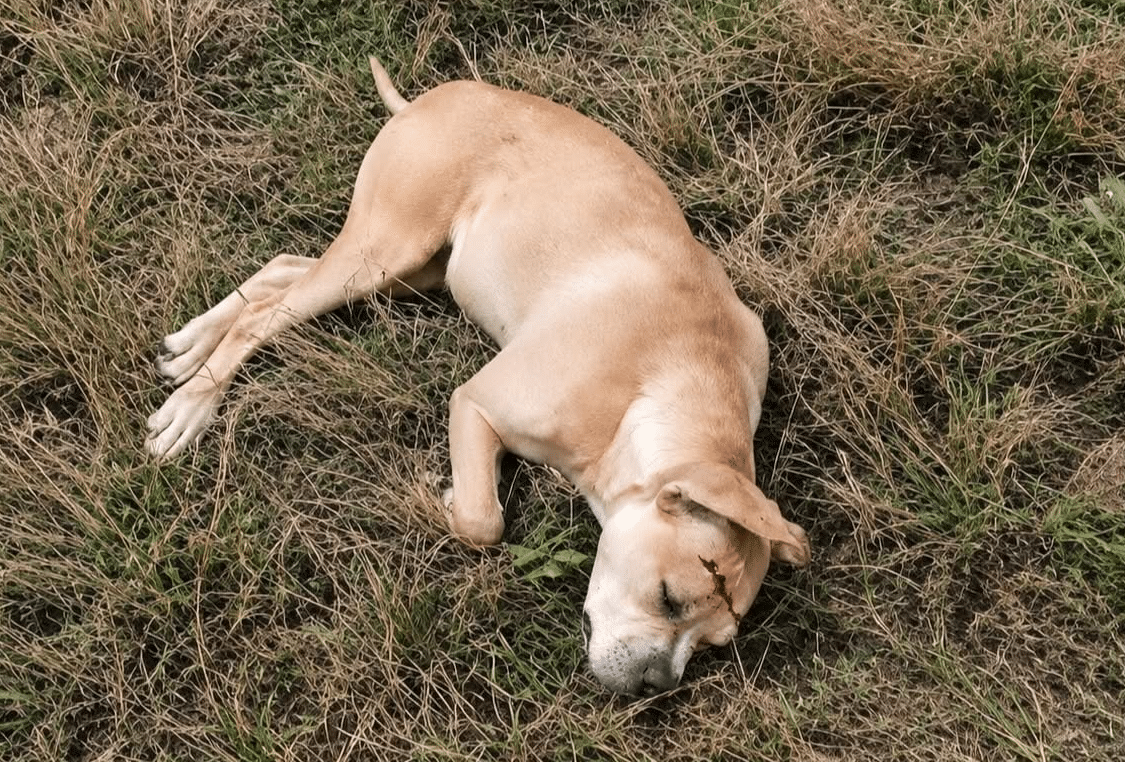 Moradores Ficam Revoltados Com Homem Que Matou Cachorr Com Tiro Na Cabeca Em Avare